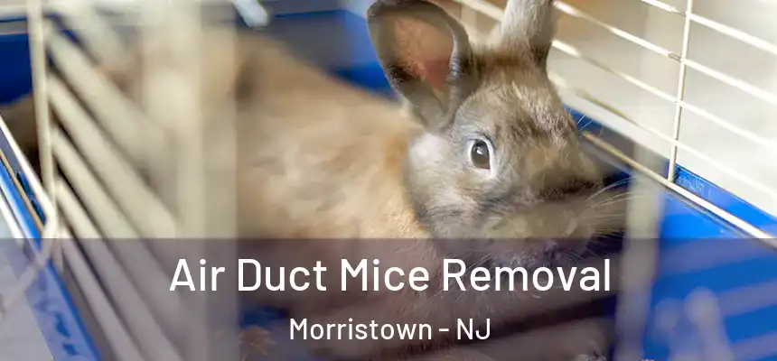  Air Duct Mice Removal Morristown - NJ